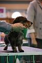 Crufts2011_2 1358